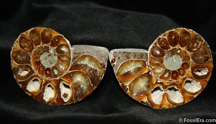 Inch Desmoceras Ammonite Pair #742